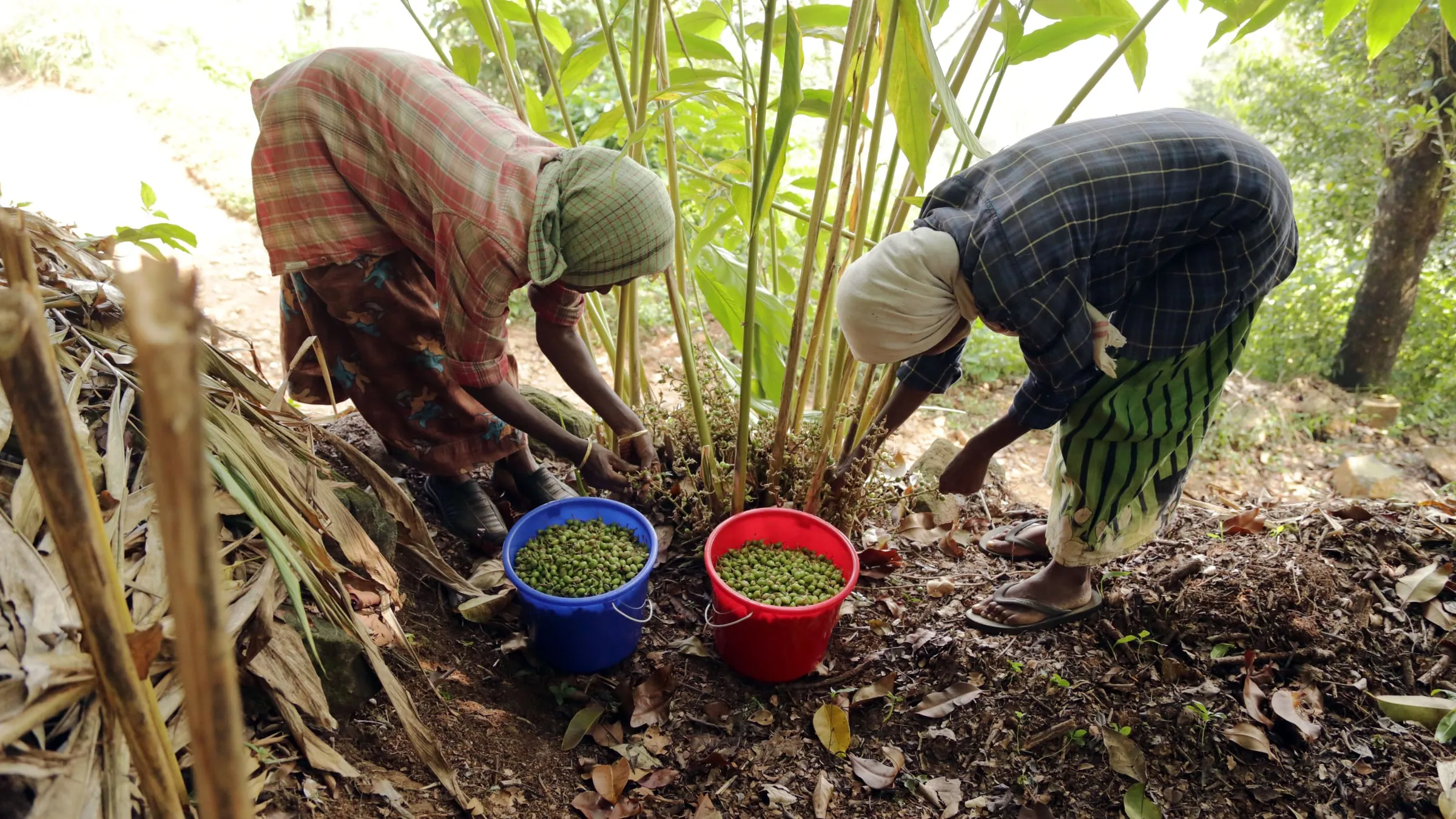 Two people bent over a cardamom plant, picking capsules by hand into a blue bucket and a red bucket