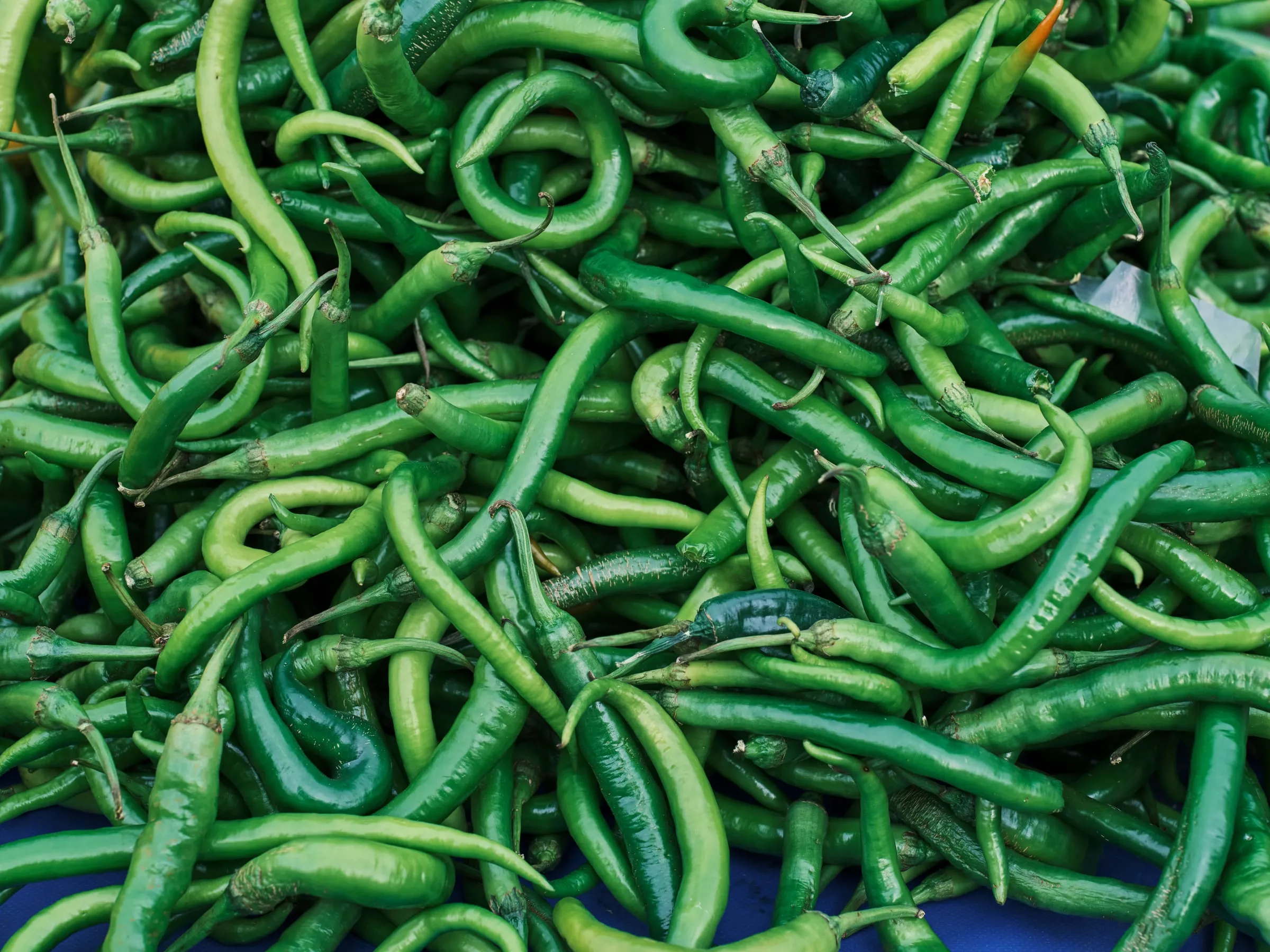 Long green chillies filling the frame with their stems attached
