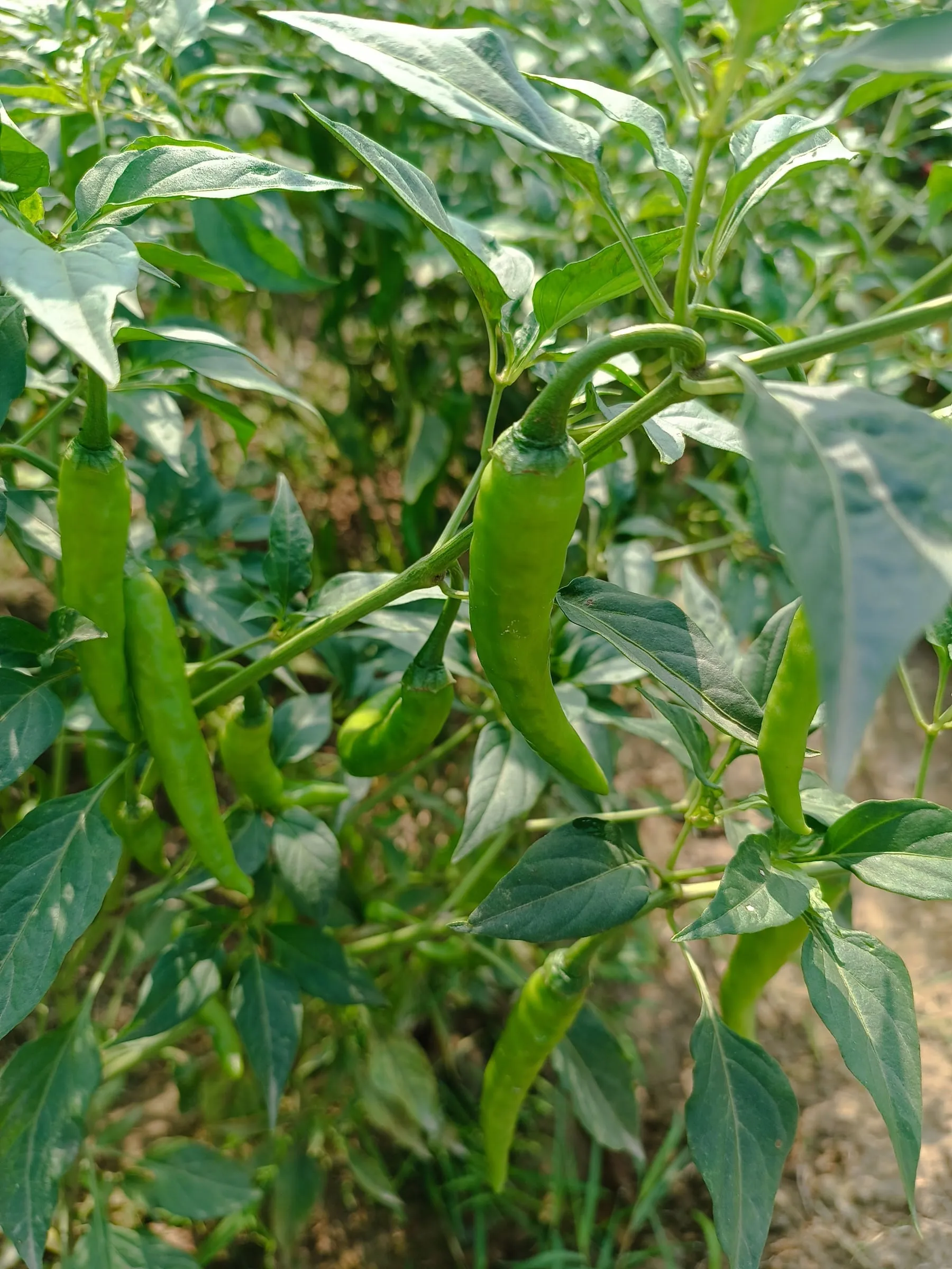 Green chillies growing on the plant, several hanging among the leaves