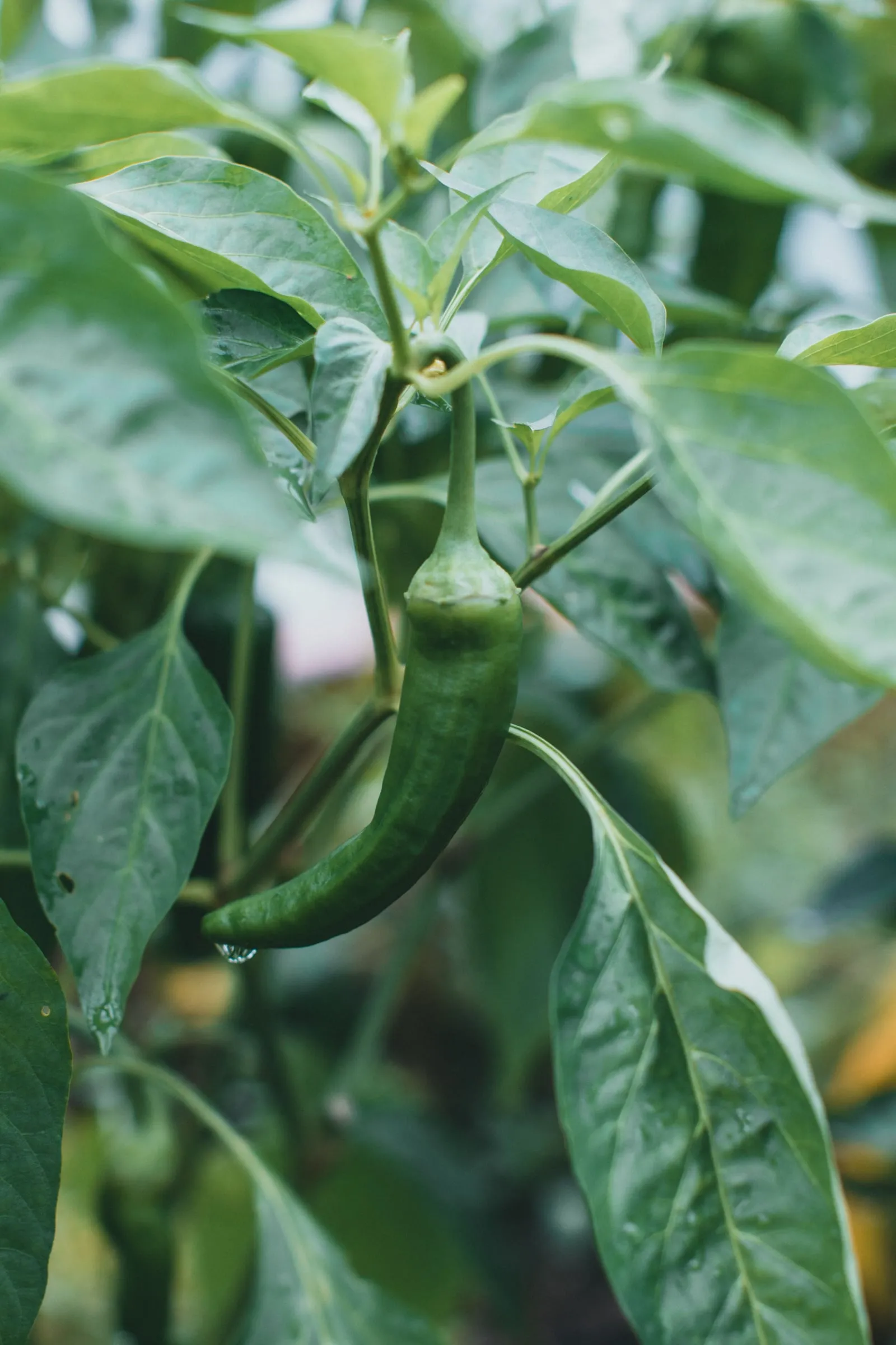 A single green chilli hanging from the plant with a drop of water at its tip