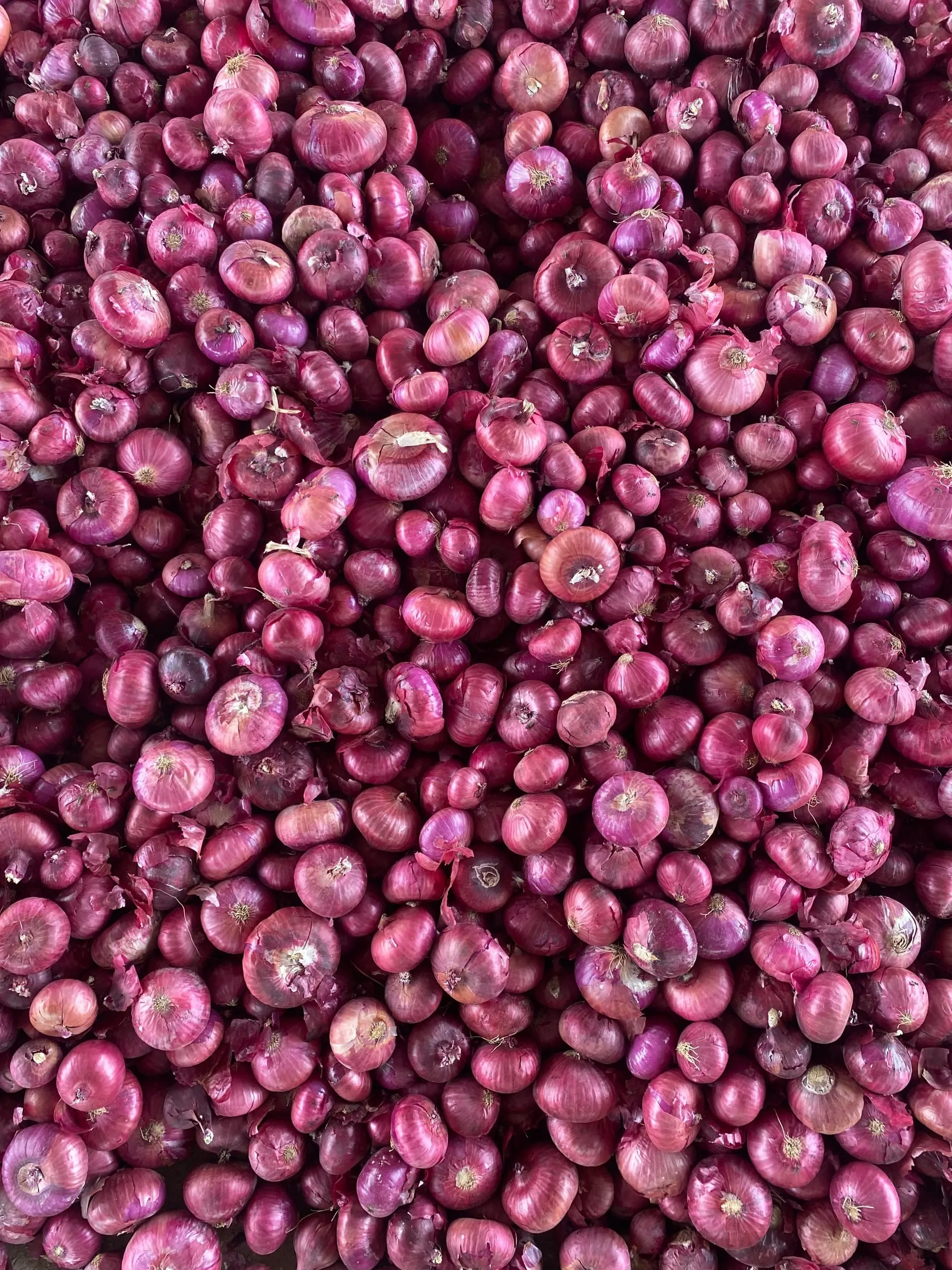 A floor covered with red onions, seen from above