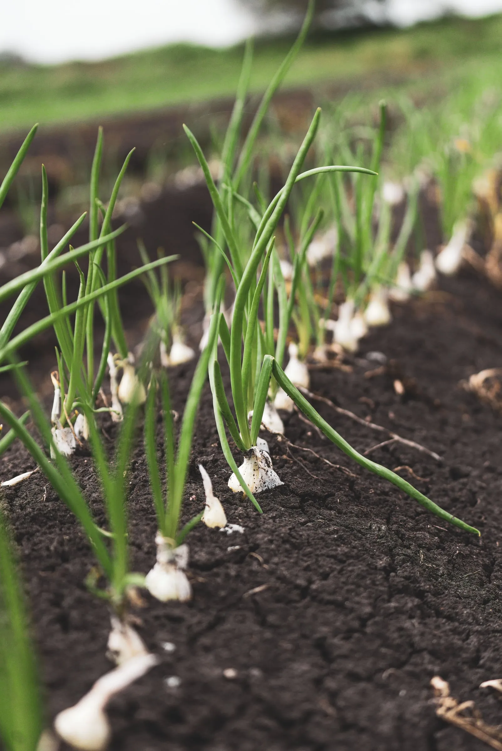 Young onion plants in a row in dark soil, green shoots rising from small white bulbs