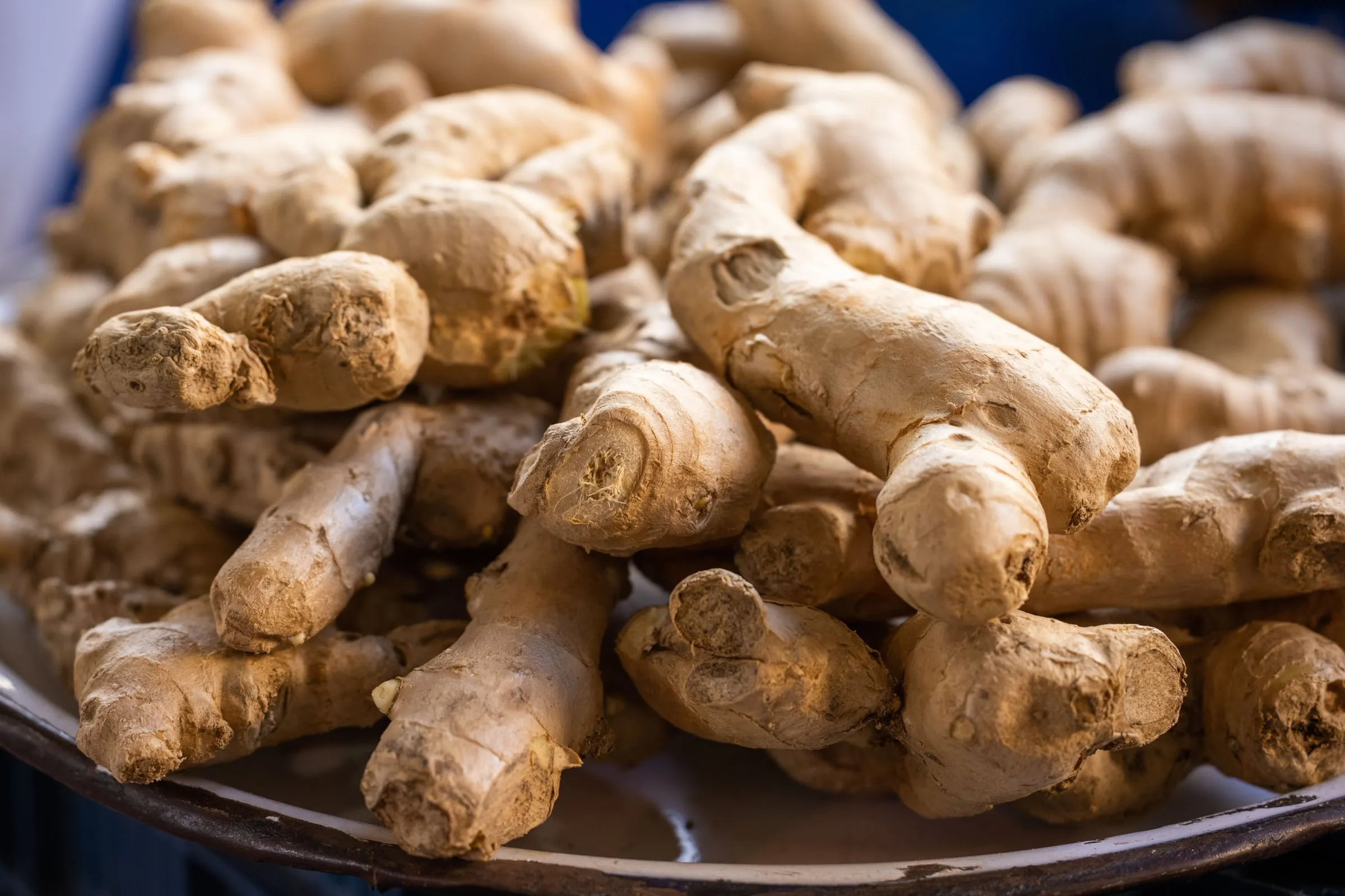 Fresh ginger rhizomes piled on a metal tray, the skin pale and knobbly