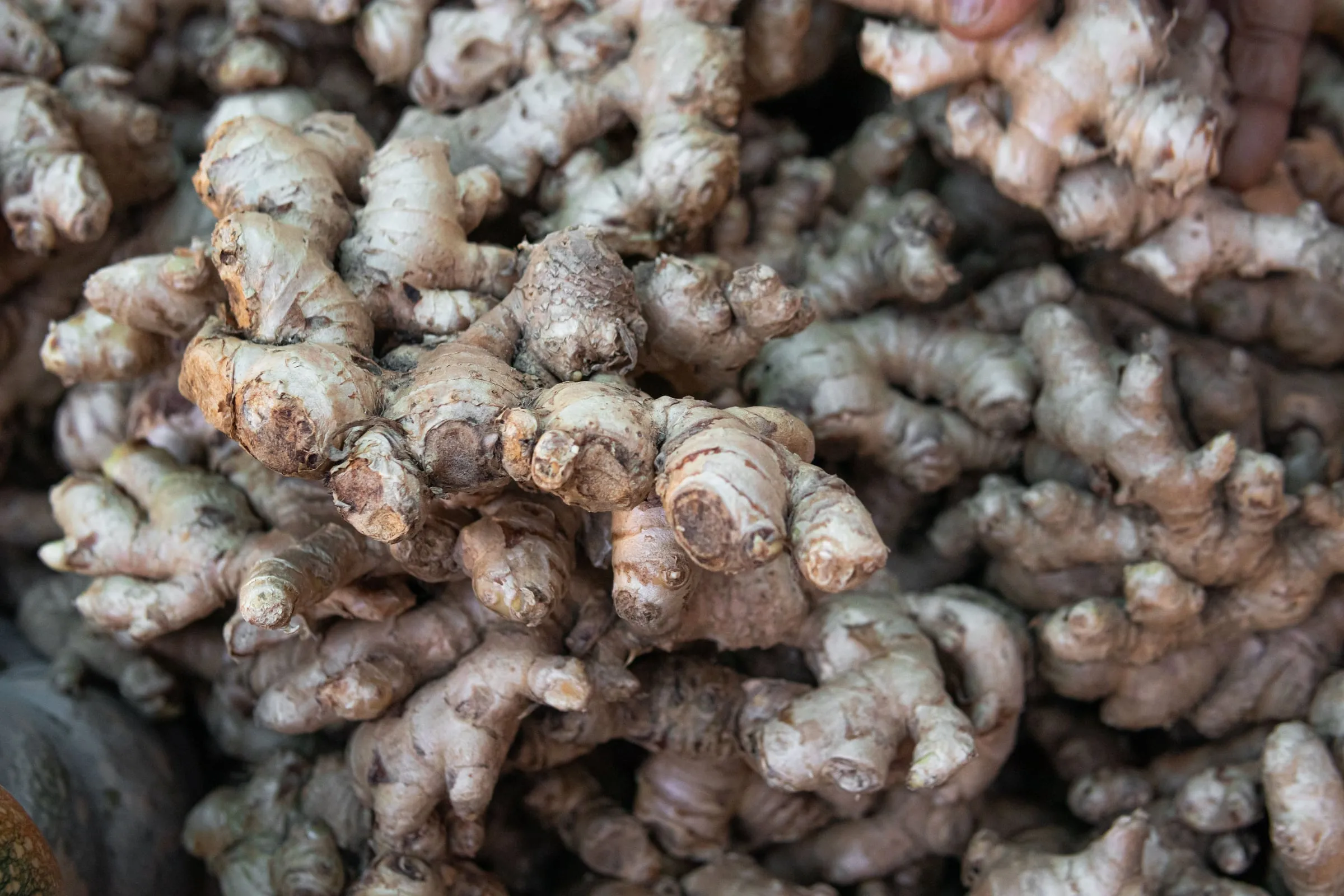 Fresh ginger rhizomes filling the frame, seen from above