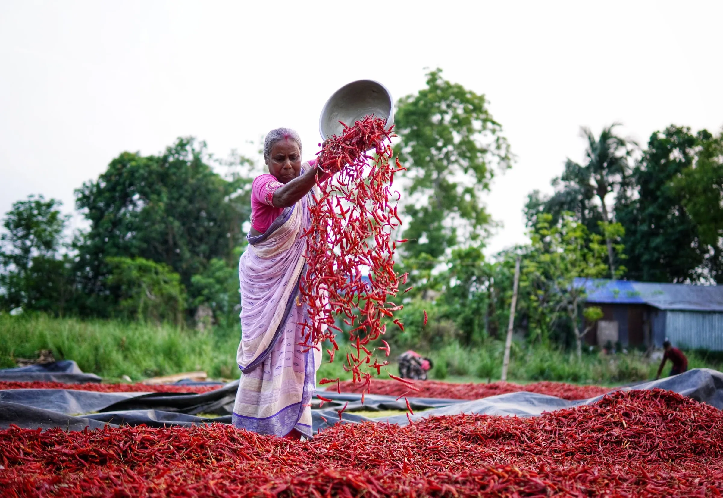 A woman in a sari tipping a bowl of dried red chillies onto a drying sheet spread on the ground, with more sheets and trees behind her