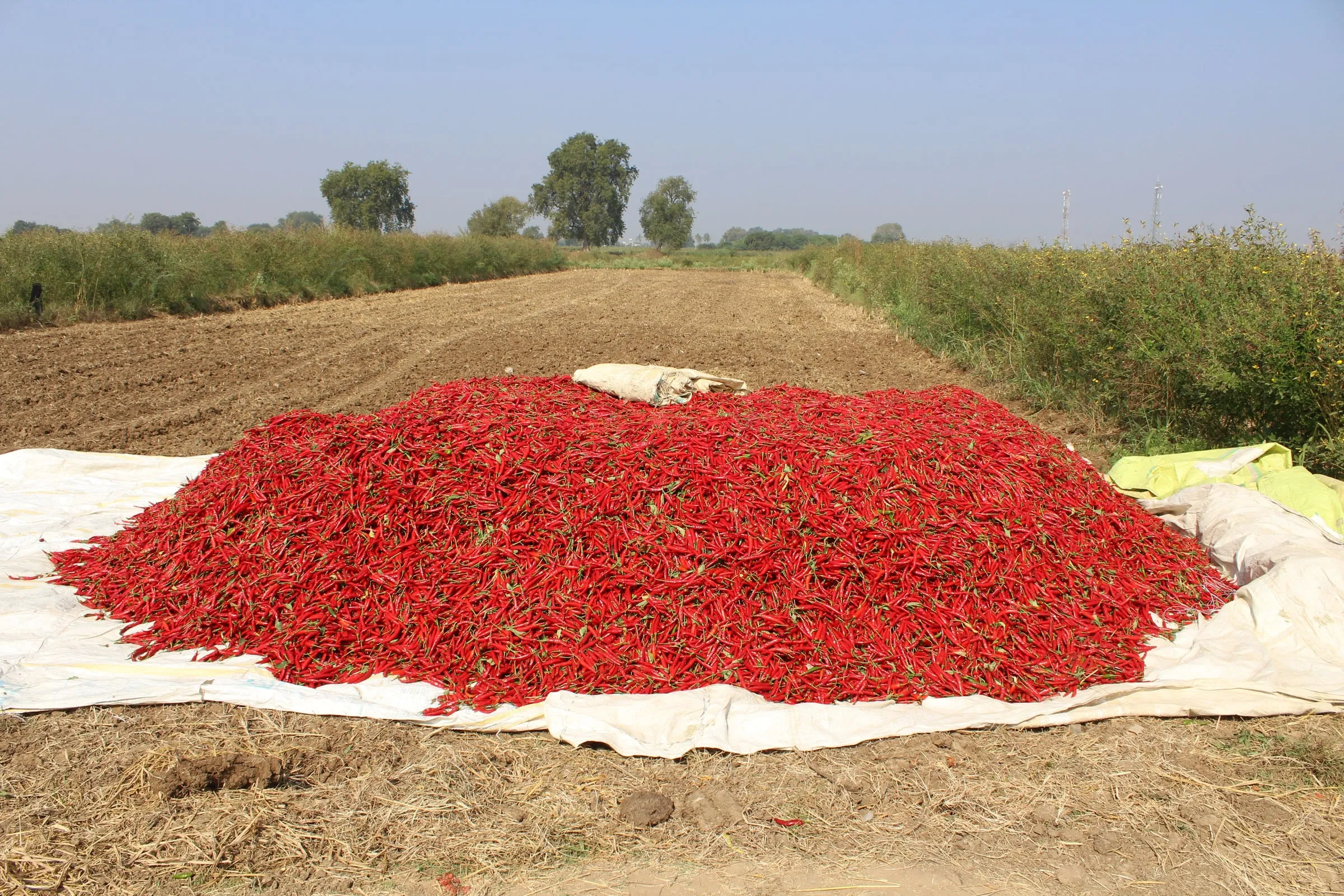 A large heap of red chillies spread on a white sheet to dry at the edge of a ploughed field