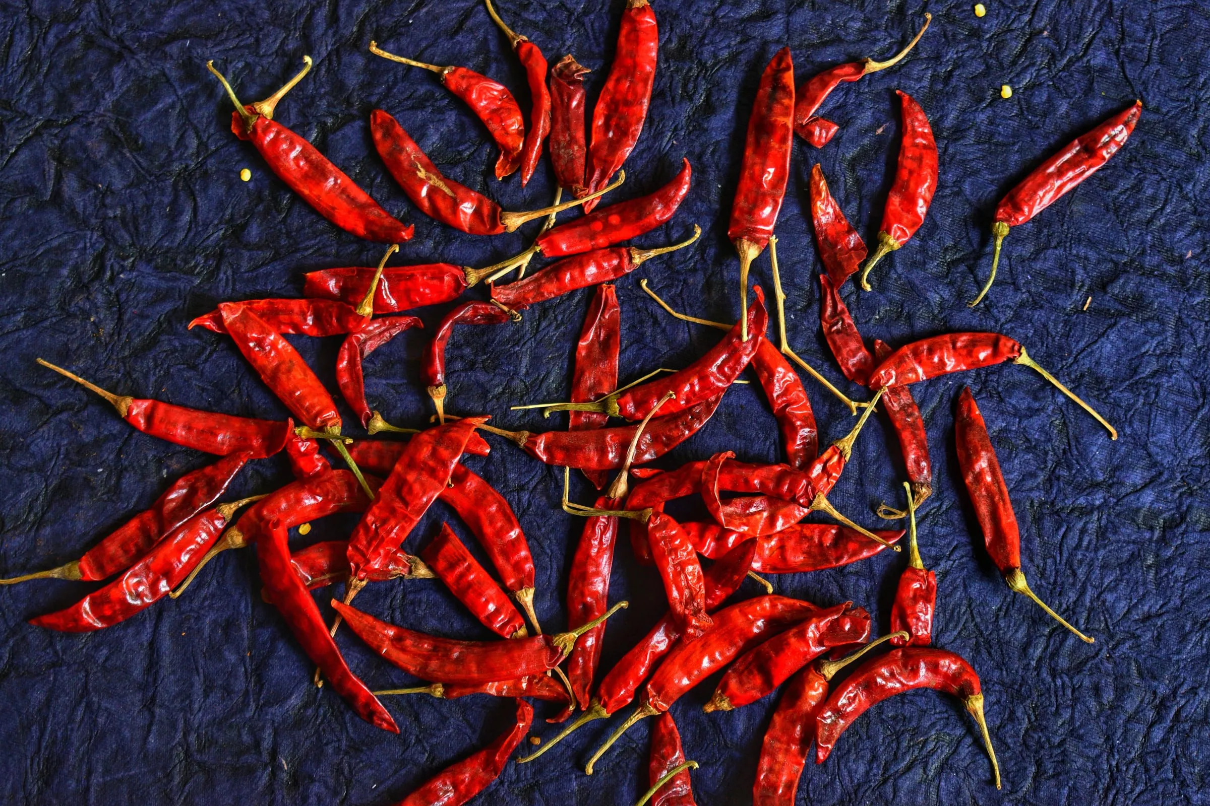 Dried red chillies scattered on dark blue cloth, seen from above, with stems and a few loose seeds among them