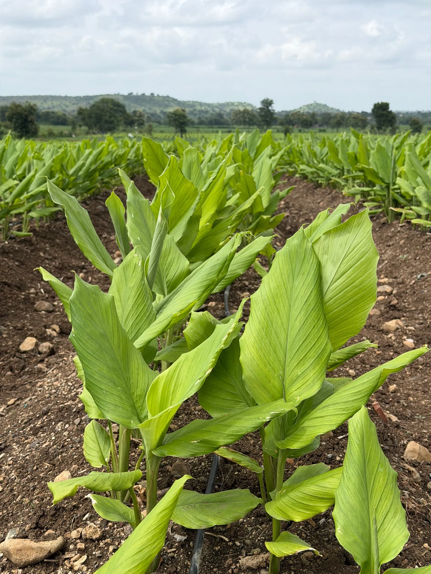Rows of young turmeric plants with broad green leaves in red brown soil, a drip irrigation line running between the ridges and low hills on the horizon