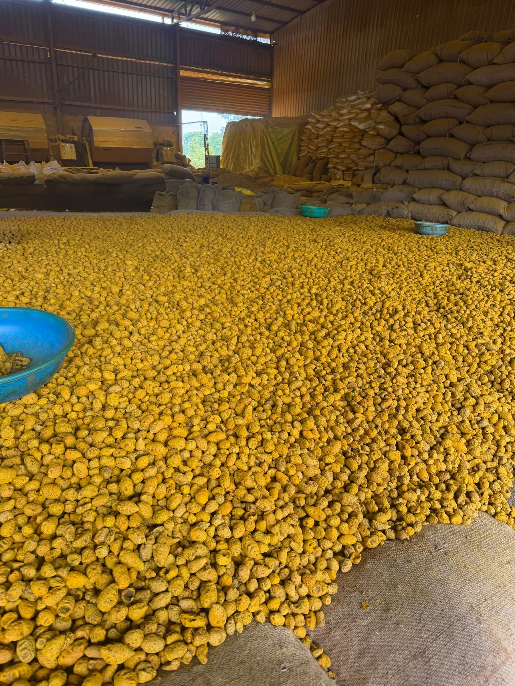 A warehouse floor covered end to end with boiled and dried turmeric bulbs, jute sacks stacked to the roof behind and processing machinery to one side