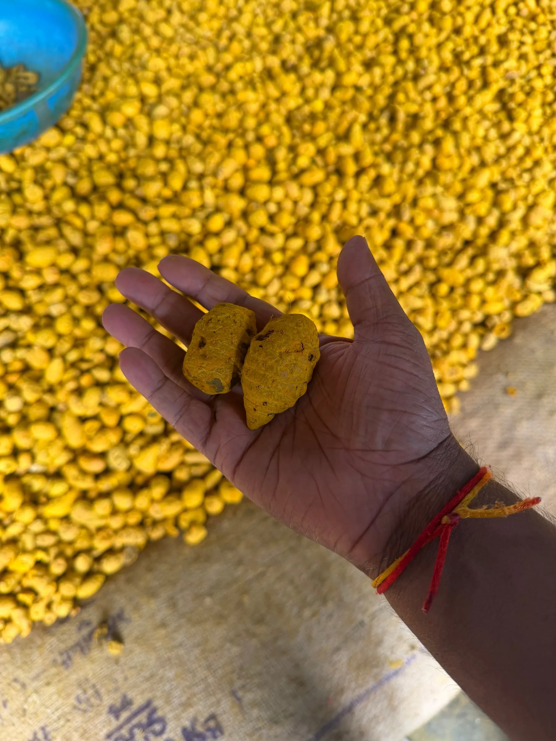 A hand holding two dried turmeric bulbs above a floor spread with thousands more