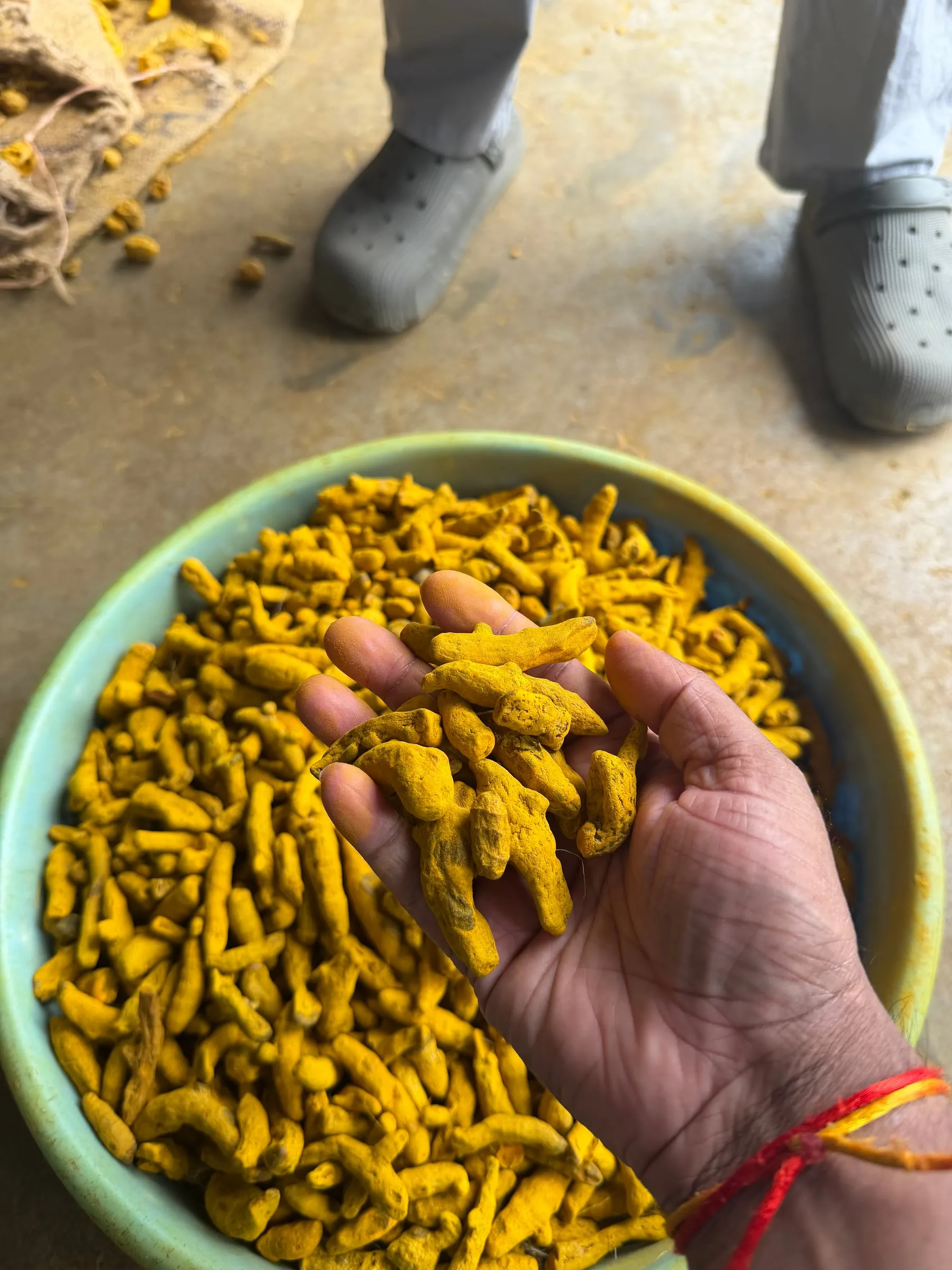 A hand lifting dried turmeric fingers out of a wide pan filled with them
