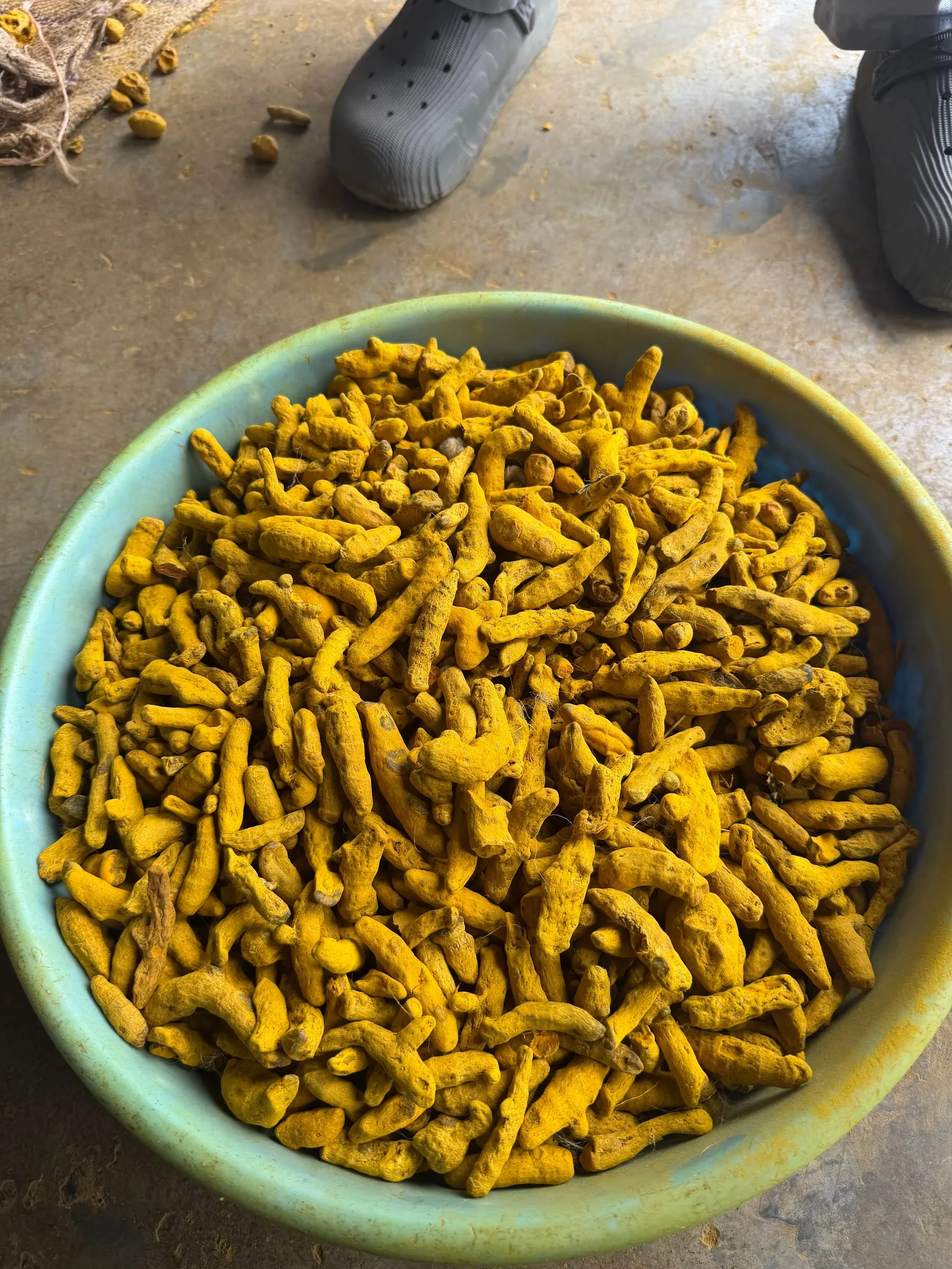 A wide pan of dried turmeric fingers seen from above on a concrete floor