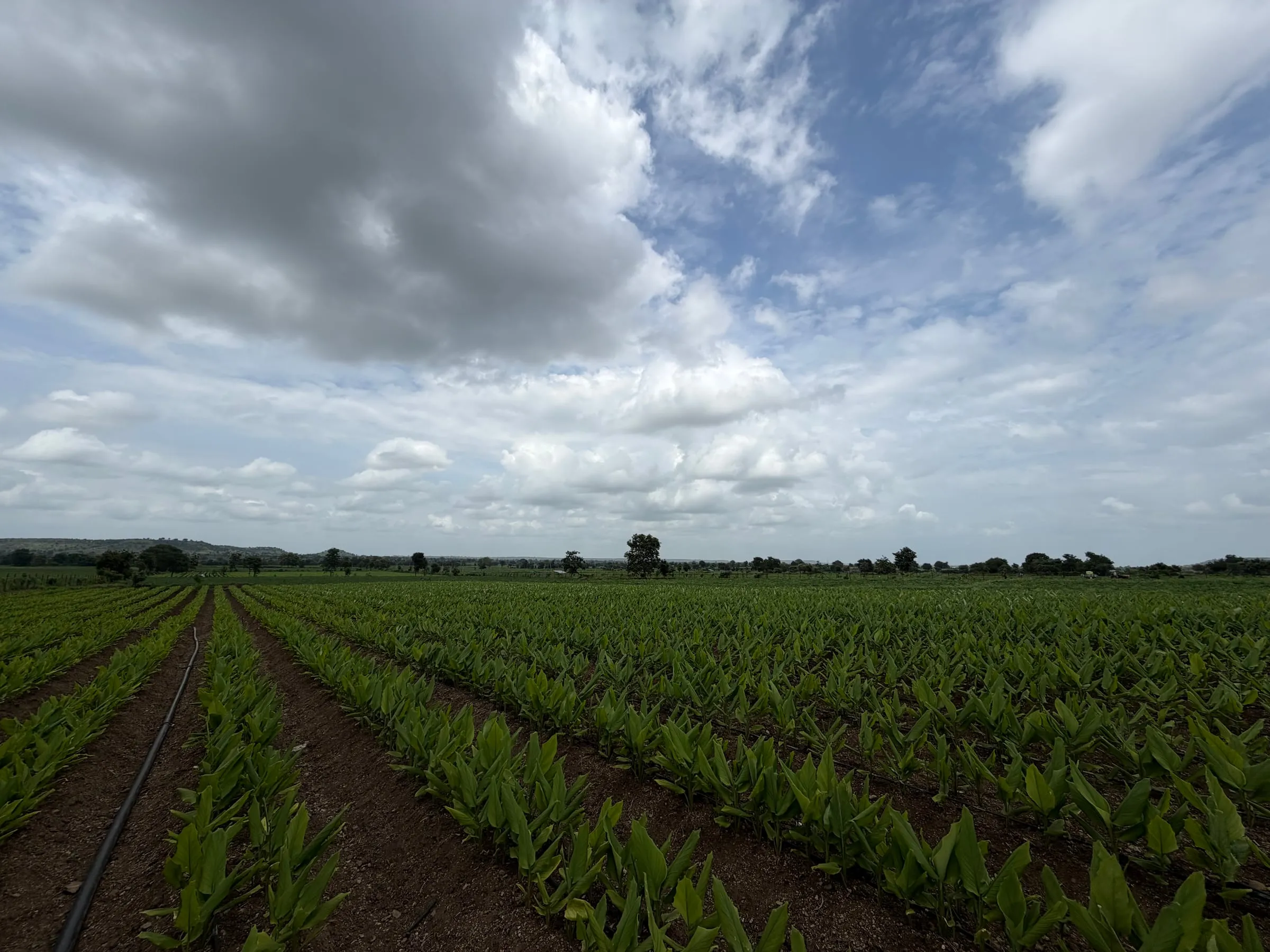A turmeric field in long rows under a cloudy sky, a drip line running down the nearest furrow